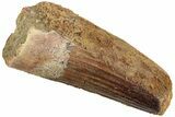 Fossil Spinosaurus Tooth - Real Dinosaur Tooth #230708-1